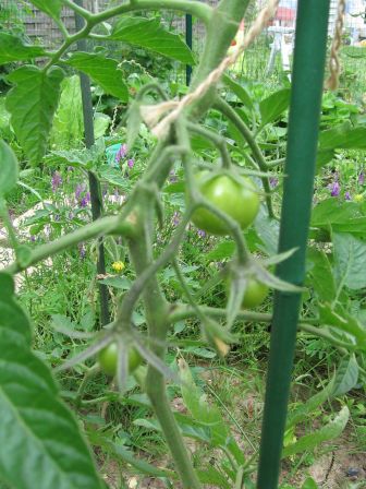 tomates-4.jpg